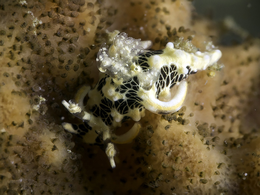 Trapania tora